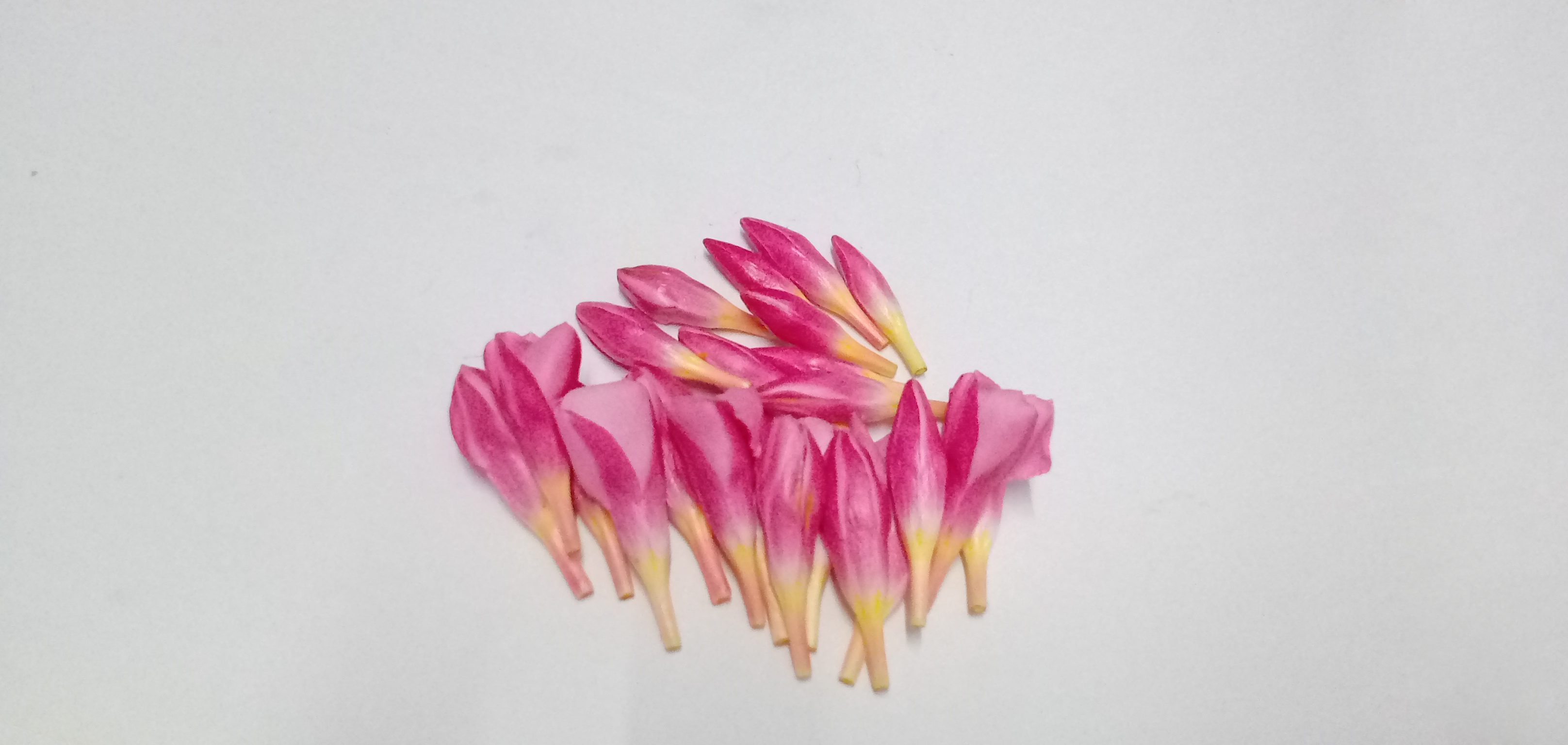 Ganneru / Oleander  flowers